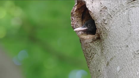 Cinematic-wildlife-pedestal-up-shot-reveals-a-cute-little-black-woodpecker-chick-hiding-inside-tree-hollow-patiently-waiting-for-its-mother-to-return-with-food,-close-up-shot-in-forest-environment