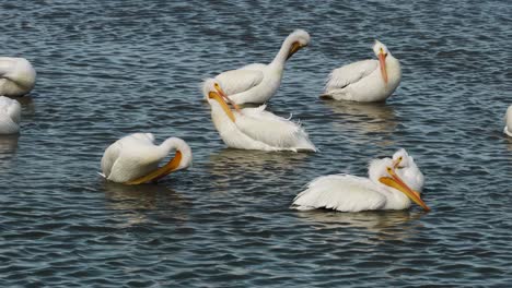 Group-of-American-white-pelicans-preening-by-fluffing-feathers-in-a-shallow-lake-along-the-Gulf-coast-of-Texas-in-the-winter