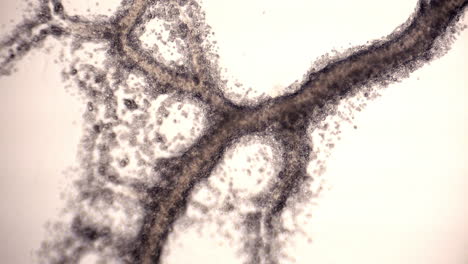 Röhrenzweige-Des-Schleimpilzes-Physarum-Polycephalum-Mit-Zytoplasmatischer-Strömung