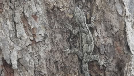 Lizard-in-tree-waiting-for-pray-