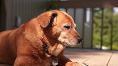 Zeitlupenvideo-Eines-Schönen-Braunen-Hundes,-Der-Sein-Gesicht-In-Der-Sonne-Auf-Einer-Terrasse-In-Oregon-Dreht