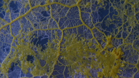 Networks-of-cytoplasmic-tubes-of-slime-mold-grow-in-time-lapse-motion