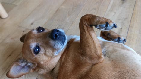 Süßer-Und-ängstlicher-Brauner-Hund,-Der-Auf-Ihren-Nächsten-Bauchkitzel-Wartet