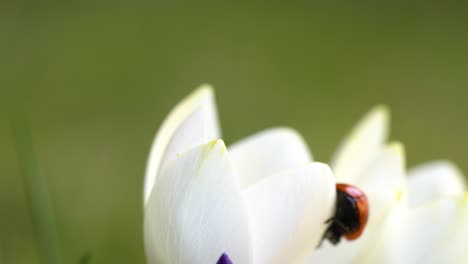 Violette-Und-Weiße-Krokusse-Mit-Einem-Siebenfleckigen-Marienkäfer,-Der-Auf-Blütenblättern-Läuft-Und-Sich-Versteckt