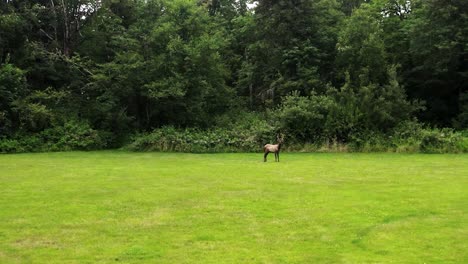 Young-Elk-On-Grassy-Ground-At-Dense-Woodland-During-Daytime