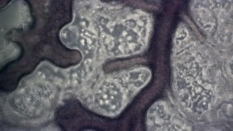 Mikroskopische-Phasenkontrastansicht-Des-Schleimpilzes-Physarum-Polycephalum-Mit-Zytoplasmatischer-Strömung