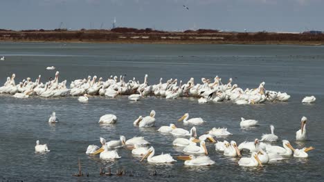 Große-Kolonie-Amerikanischer-Weißer-Pelikane-In-Den-Seichten-Gewässern-Entlang-Des-Gulf-Intercoastal-Waterway-Im-Süden-Von-Texas