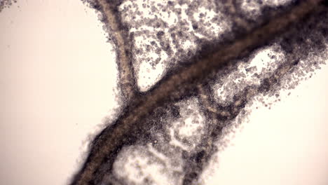 Röhrennetzwerk-Des-Schleimpilzes-Physarum-Polycephalum-Mit-Zytoplasmatischer-Strömung