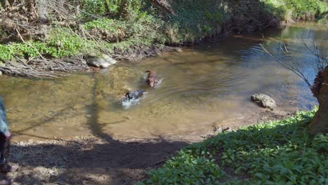 Dogs-playing-in-water,-two-Labrador-dogs-playing-together-in-a-stream-summer-time-North-Yorkshire-UK