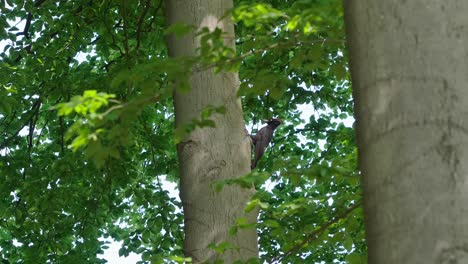 Pájaro-Carpintero-Negro-En-El-Tronco-Del-árbol-Entre-El-Bosque-Verde-De-Verano