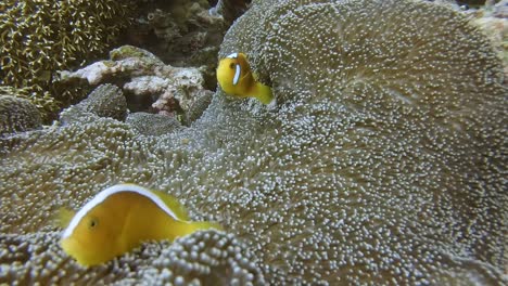 Rare-white-bonnet-anemone-fish-with-a-skunk-anemone-fish