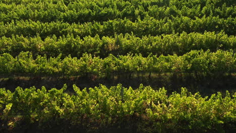 Lush-Green-Vineyards-At-Bramon-Restaurant-Wine-Estate,-Plettenberg-Bay-In-South-Africa