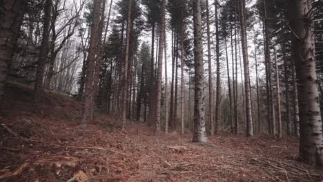 Wood-cutting-industry-deforested-trees-at-Montseny