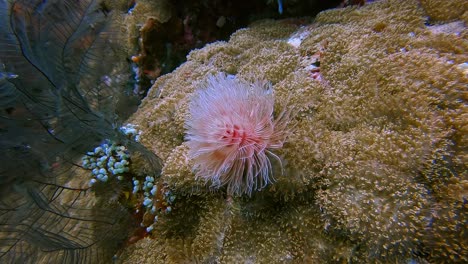 Roter-Und-Rosa-Meeresröhrenwurm,-Der-In-Der-Meeresströmung-Weht