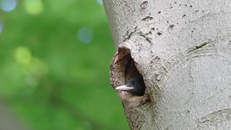 Young-Black-Woodpecker-Resting-Head-On-Edge-Of-Nest-Hole-In-Tree