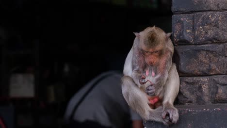 Long-tailed-Macaque,-Macaca-fascicularis,-Lop-Buri,-Thailand