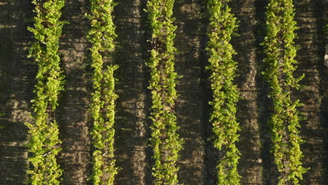 Narrow-Rows-Of-Vineyards-Growing-In-The-Field-On-A-Sunny-Day-In-Summer-In-Plettenberg-Bay,-South-Africa