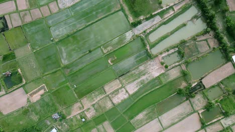 Hohe-Luftlandschaftsansicht-Der-Grünen-Reisfeldnatur-Und-Des-Dorfes