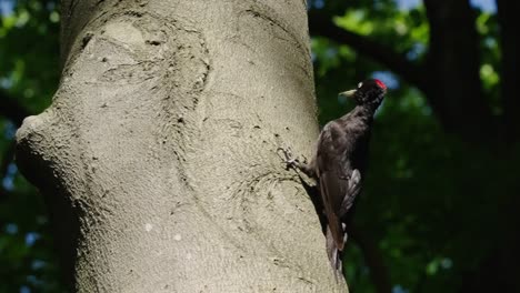 black-woodpecker--remains-motionless-on-the-tree-trunk