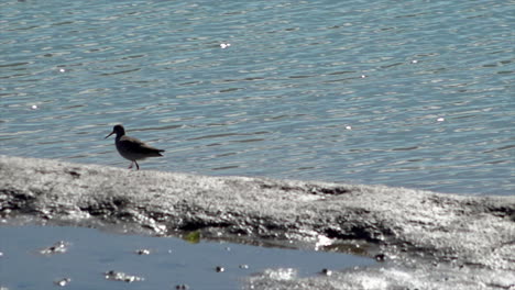 A-Oyster-Catcher-walks-along-the-water’s-edge-on-an-estuary-mudflat-searching-for-food-on-a-hot-and-sunny-early-spring-day