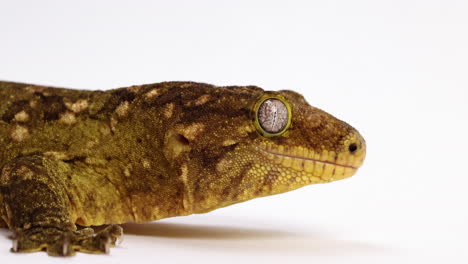 Tokay-Gecko-Hautnah-Auf-Gesicht---Seitenprofil---Vor-Weißem-Hintergrund-Isoliert