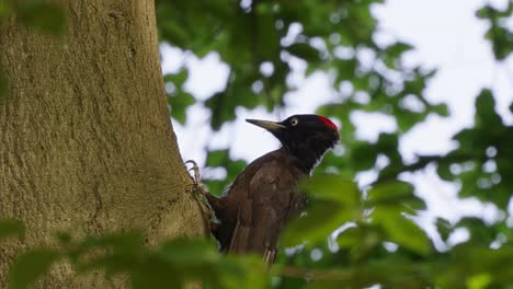 Pájaro-Carpintero-De-Mejillas-Negras-Solitario-Mirando-Alrededor-Del-Tronco-Del-árbol-En-La-Selva-Tropical