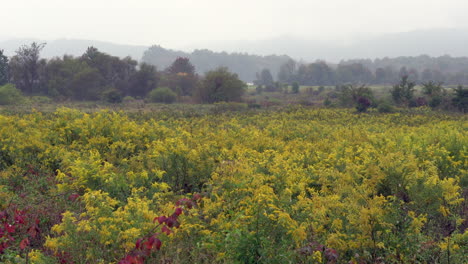 A-field-of-blooming-golden-rod-surrounded-by-the-beauty-of-the-fall-colors-on-a-foggy-autumn-morning-in-the-wilderness