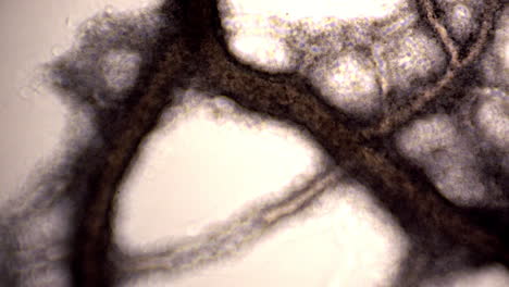 Tubuli-Des-Schleimpilzes-Physarum-Polycephalum-Mit-Zytoplasmatischer-Strömung