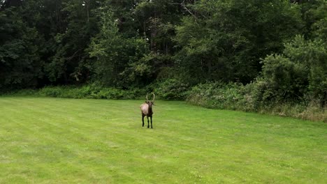 Male-Bull-Elk-Wandering-On-Grassland-At-Daytime