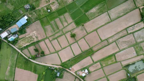 High-aerial-scenery-view-of-green-rice-fields-nature-and-village