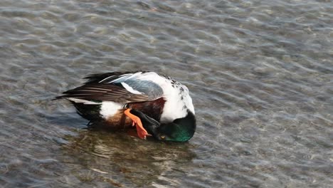 Male-Northern-Shoveler-preening-in-shallow-fresh-waters-along-the-coast-of-Texas-in-winter