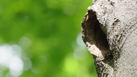 Beak-Of-Young-Black-Woodpecker-Peeking-From-Nest-Hole-In-Tree