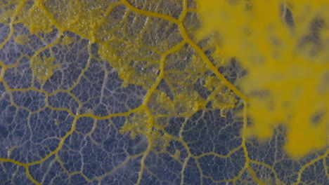 Der-Schleimpilz-Physarum-Polycephalum-Wächst,-Mit-Fokus-Zug,-Um-Das-Wachstum-Im-Vordergrund-Zu-Zeigen