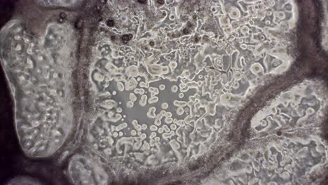 Mikroskopische-Phasenkontrastansicht-Des-Schleimpilzes-Physarum-Polycephalum-Mit-Zytoplasmatischer-Strömung
