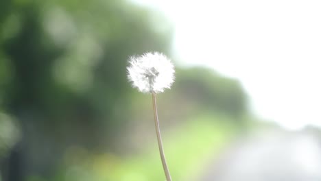 Slow-mo-of-dandelion-clock-seeds-being-blown-away-with-tall-green-hedges-and-country-road-in-background