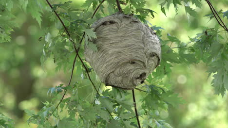 A-paper-wasp-nest-hanging-from-a-tree-in-the-woods-in-the-wilderness-in-the-summertime