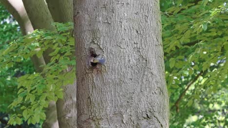 Great-Tit-Comes-To-Hole-In-Tree-Trunk-At-Wild-Forest
