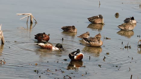 Group-of-Northern-Shovelers-and-Cinnamon-Teals-in-shallow-waters-along-the-Gulf-Intercoastal-Waterway
