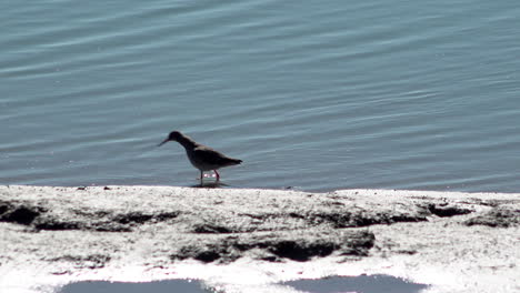 A-Oyster-Catcher-walks-along-the-water’s-edge-on-an-estuary-mudflat-searching-for-food-on-a-hot-and-sunny-early-spring-day