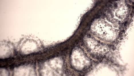 Röhren-Des-Schleimpilzes-Physarum-Polycephalum,-Die-Eine-Zytoplasmatische-Strömung-Zeigen,-Die-Die-Flussrichtung-Umkehrt