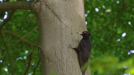 Black-Woodpecker-perched-on-aok-tree-trunk-and-takeoff-in-forest-Texel-Netherlands