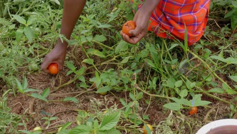 Eine-Nahaufnahme-Der-Hände-Einer-Afrikanischen-Frau,-Die-Frische-Tomaten-Pflücken