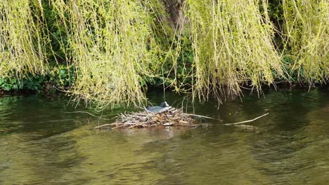 Eurasian-Coot-Resting-On-Nest-In-River
