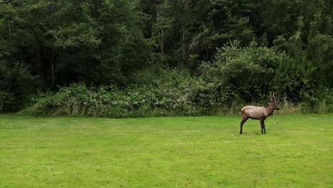 Bull-Elk-Grooming-In-Green-Grass-Meadow-At-Daytime---drone-forward