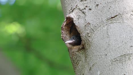 a-young-black-woodpecker-inside-the-nest-in-the-trunk-of-the-tree-awaiting-the-parents-arrival