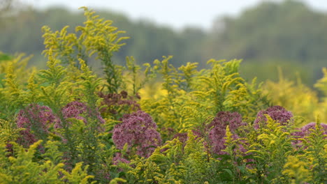 The-beautiful-golden-rods-and-other-autumn-flowers-blowing-in-the-breeze
