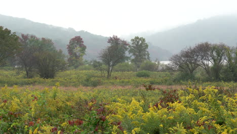 A-field-of-blooming-golden-rod-surrounded-by-the-beauty-of-the-fall-colors-on-a-foggy-autumn-morning