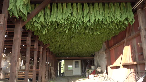 A-harvest-of-tobacco-drying-in-a-tobacco-barn-in-southern-Lancaster-County,-Pennsylvania