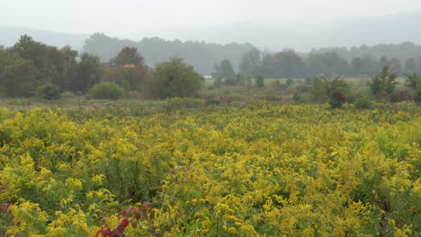 A-field-of-blooming-golden-rod-surrounded-by-the-beauty-of-the-fall-colors-on-a-foggy-autumn-morning-in-the-wilderness