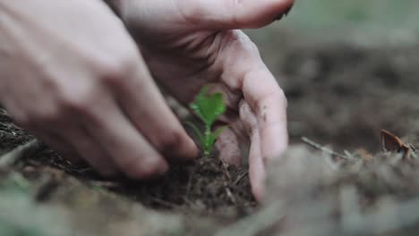 Nachdenkliche-Zukunft,-Die-Einen-Bäumchen-Für-Eine-Grünere-Erde-Pflanzt